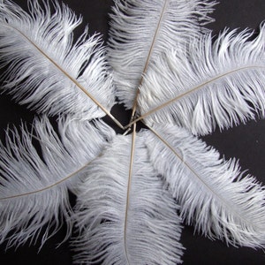 6 PZ / 6-8 pollici di altezza / PIUME DI STRUZZO / Bianco /