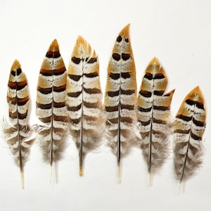 May include: Seven brown, white, and black striped pheasant feathers of varying lengths.