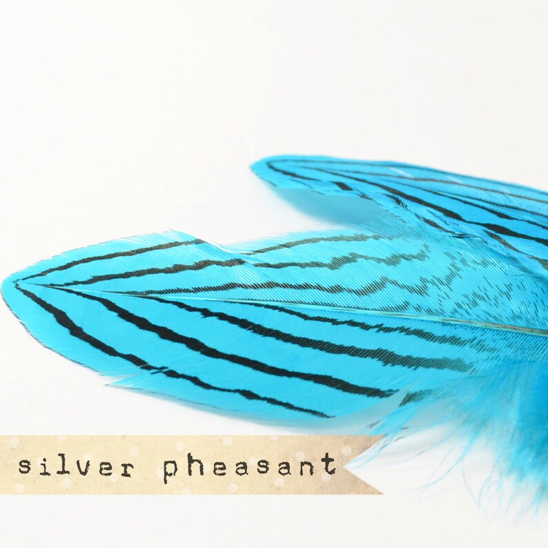 36 pcs - MARINE MIX - Silver Pheasant Feathers - Purple - select grade, zebra, stripes, exotic feathers image 5