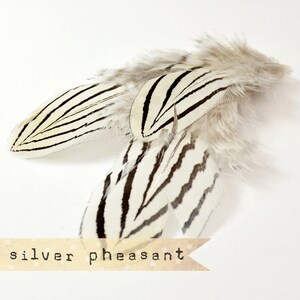 12 pcs NATURAL Silver Pheasant Feathers select grade, zebra, stripes, exotic feathers image 4