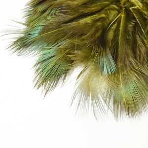 May include: A bunch of green and blue peacock feathers with a white background.