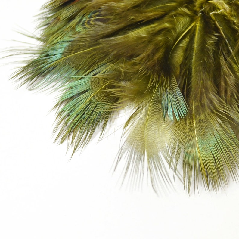 May include: A bunch of green and blue peacock feathers with a white background.