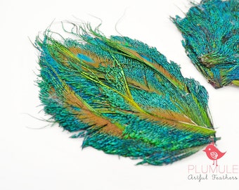 FEATHER PAD - Peacock sword short, all natural beautiful large eyes