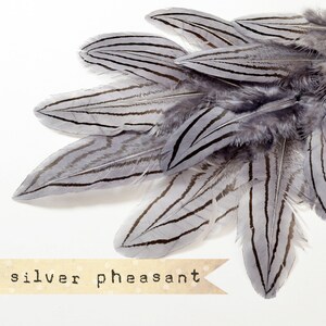May include: A collection of silver pheasant feathers with black stripes. The feathers are arranged in a fan shape and have a soft, delicate texture. The text "silver pheasant" is printed on a brown label below the feathers.