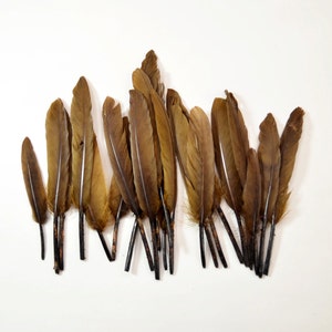 May include: A collection of brown feathers with black quills. The feathers are arranged in a row, with the tips of the feathers pointing to the right.