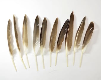 12 pcs Khaki Campbell Duck feathers - Duck Quills #3H