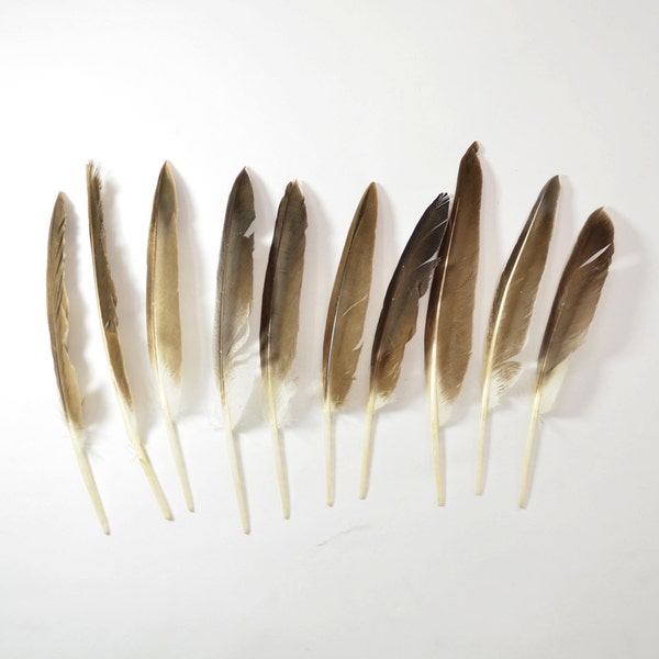 12 pcs Khaki Campbell Duck feathers - Duck Quills #3H