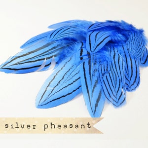 Könnte beinhalten: Ein Bund blauer und schwarz gestreifter Fasanenfedern. Die Federn sind fächerförmig angeordnet und haben eine weiche, flauschige Textur.