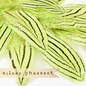 Puede incluir: Primer plano de un manojo de plumas de faisán rayadas de verde y negro. Las plumas están dispuestas en forma de abanico y tienen una textura suave y sedosa. El texto "silver pheasant" es visible en la parte inferior de la imagen.