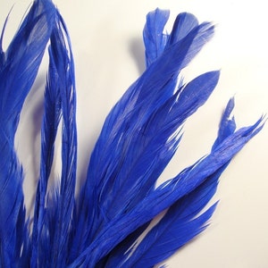 10 Royal Blue Rooster tail feathers.