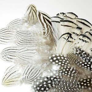 Puede incluir: Una colección de plumas blancas y negras con diferentes patrones. Algunas plumas tienen rayas, mientras que otras tienen puntos blancos sobre un fondo gris.