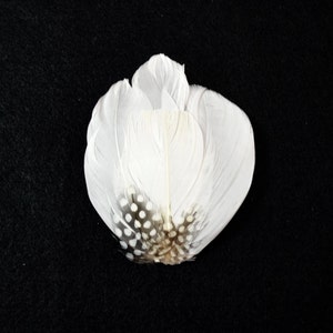 May include: A white feather with black and white polka dots. The feather is arranged in a flower shape.