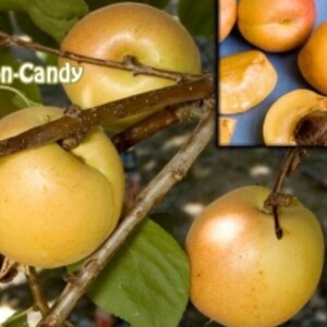 May include: Apricot-n-Candy fruit growing on a tree branch with green leaves. The image includes a smaller inset showing whole and sliced yellow-orange apricots with visible brown pits against a blue background, highlighting the fruit's texture.