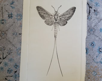 Gravure Libellule, Epreuve d'Artiste, 1991