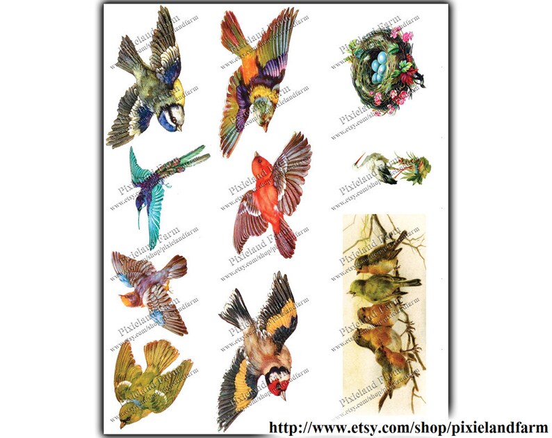 Victorian Birds Vintage Printable Digital Download - Etsy