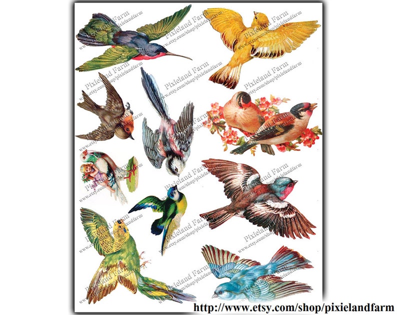 Victorian Birds Vintage Printable Digital Download - Etsy