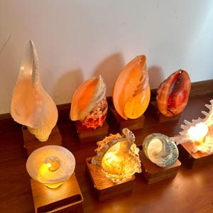 Könnte beinhalten: Eine Sammlung von Muschelschalenlampen in verschiedenen Formen und Größen. Jede Muschel wird von innen beleuchtet und erzeugt ein warmes, orangefarbenes Leuchten. Die Lampen sind auf kleinen, quadratischen Holzsockeln montiert, was eine natürliche und elegante Ästhetik schafft.