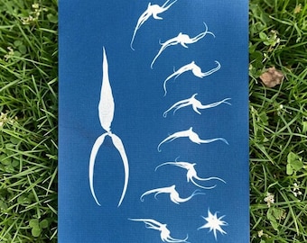 Rare Orchid Cyanotype Print – Bulbophyllum Botanical Wall Art, A4 Sun Print