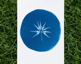 Impression cyanotypée Bulbophyllum Ceratanthum faite main – impression soleil orchidée botanique, art mural cercle bleu minimal (A4)