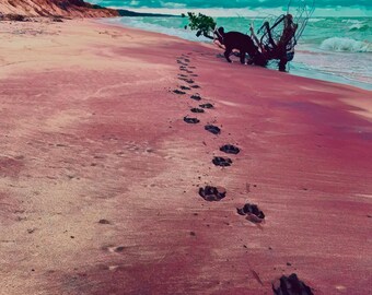 Huellas de patas de perro en la arena de la playa