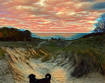 Perro al atardecer paseando por las dunas de una playa