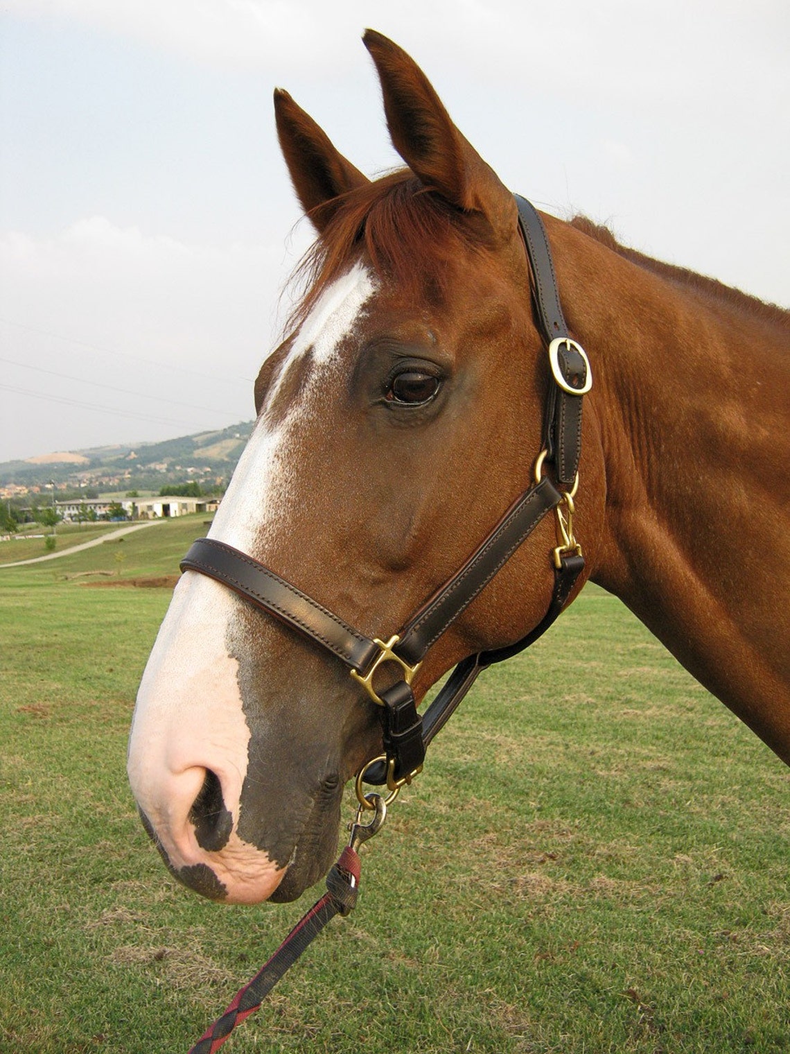 Custom Leather Horse Halter With Padded Noseband Cheekpieces Etsy