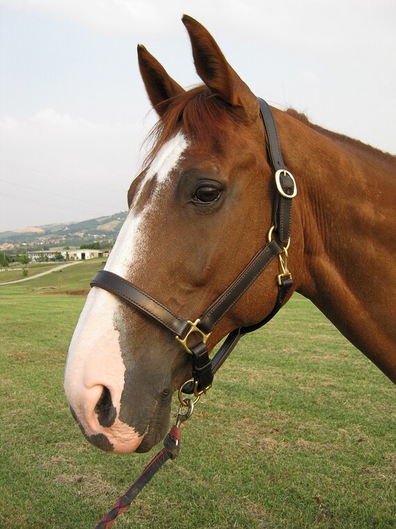 Custom Leather Horse Halter With Padded Noseband Cheekpieces - Custom Padded Leather Halter Custom Leather Horse Halter With Padded Noseband Cheekpieces - Custom Padded Leather Halter