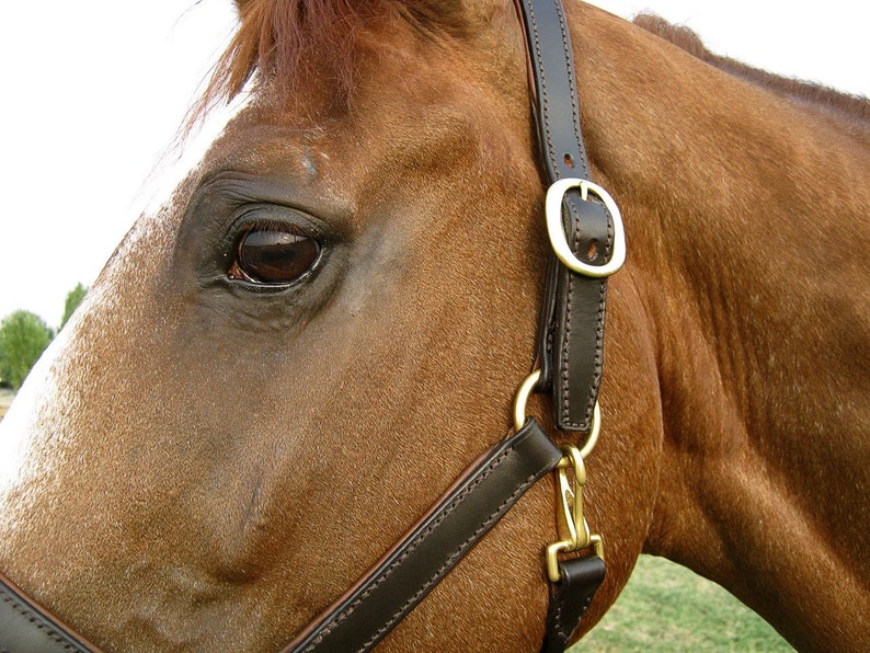 Custom Leather Horse Halter With Padded Noseband Cheekpieces Etsy