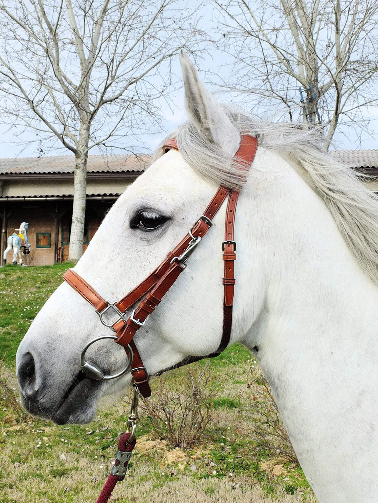 Custom Horse Halterbridle Combo With Padded Noseband and Etsy