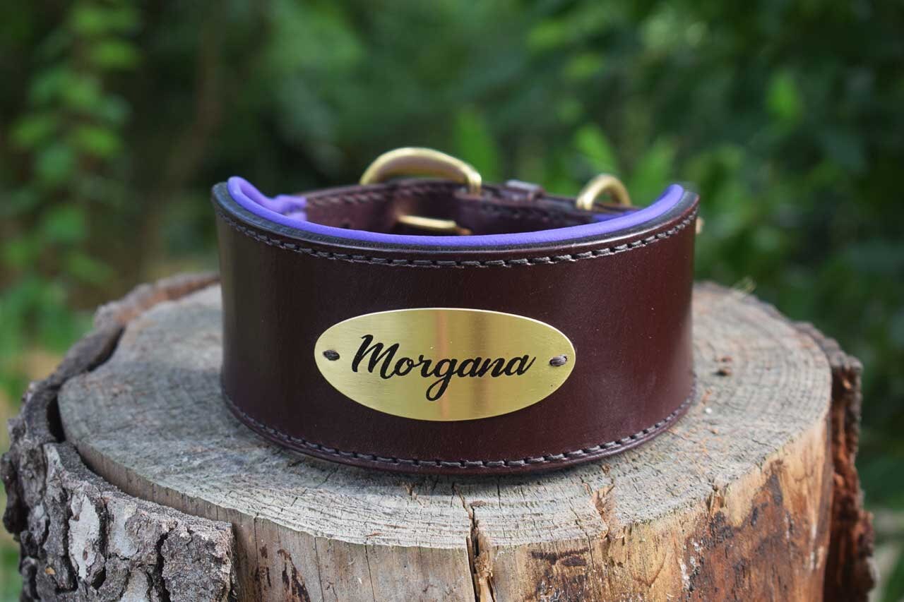 Greyhound Padded Leather Dog Collar With Custom Etched Plate Etsy