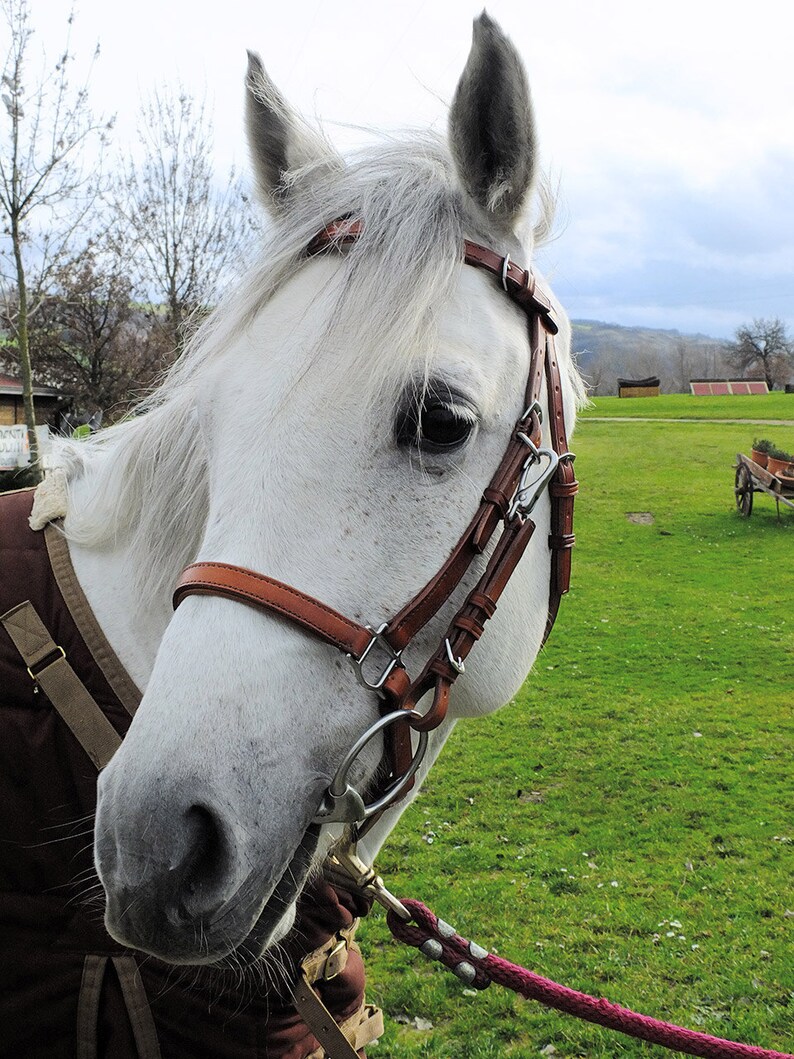 Custom Horse Halterbridle Combo With Padded Noseband and Etsy
