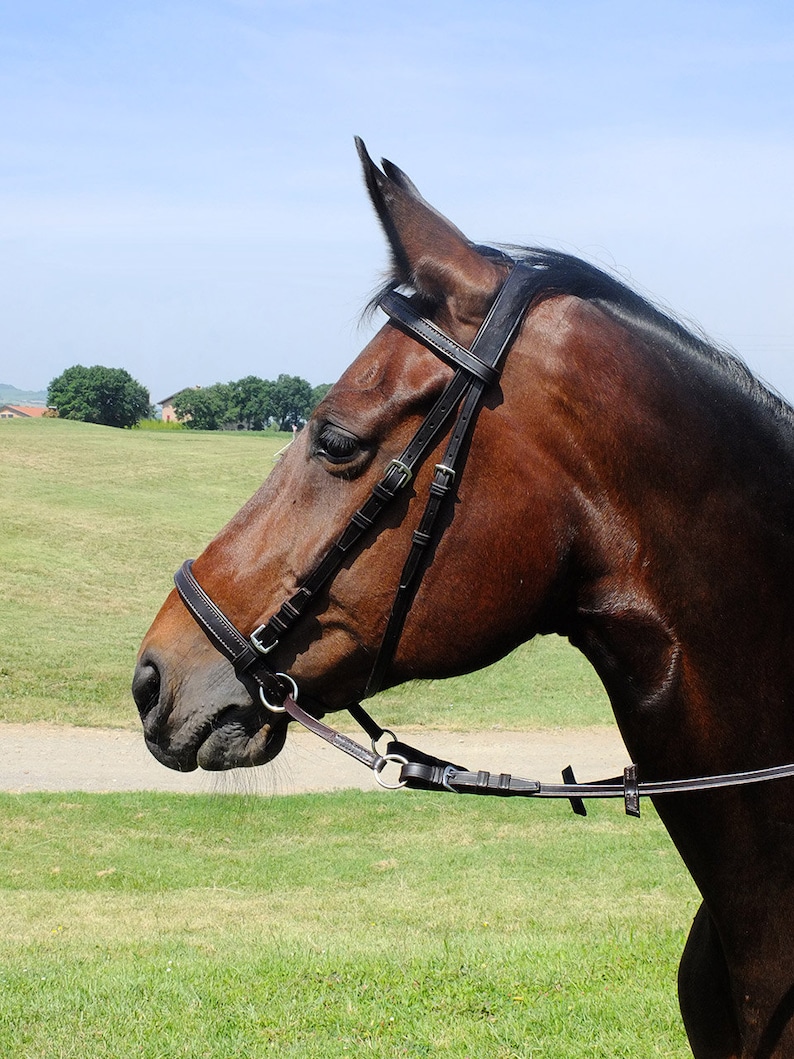 Custom Horse Bitless Bridle With Padded Noseband and Browband Etsy