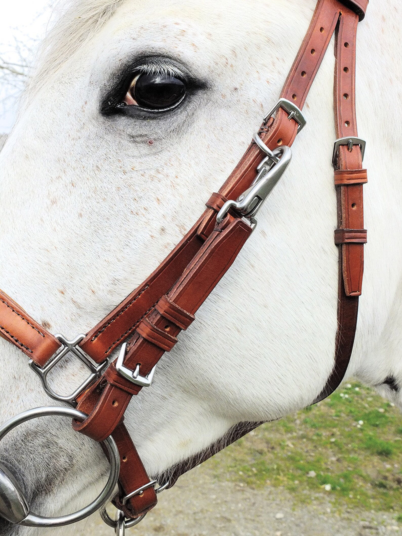 Custom Horse Halter bridle Combo With Padded Noseband And Etsy custom-horse-halter-bridle-combo-with-padded-noseband-and-etsy
