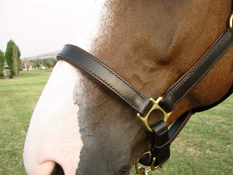 Custom Leather Horse Halter With Padded Noseband Cheekpieces Etsy