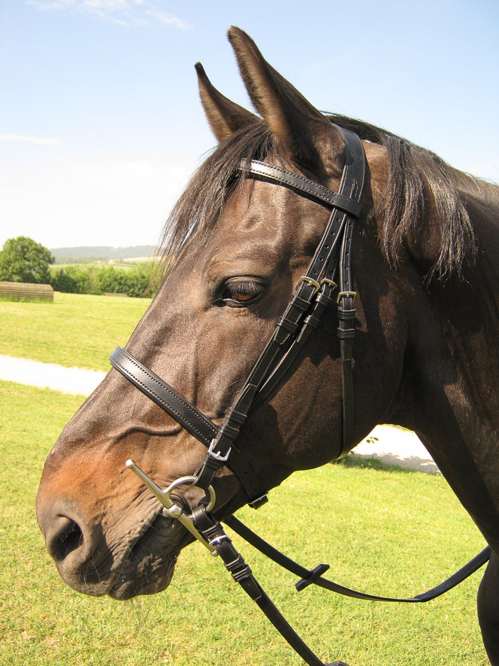 Custom Horse Bridle With Padded Browband and Noseband Etsy
