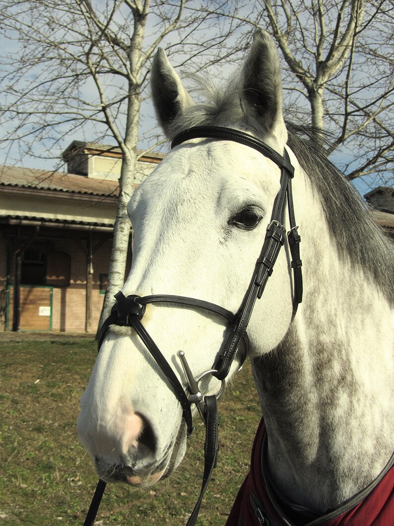 Custom Horse Bridle With Grackle Noseband and Padded Browband Etsy