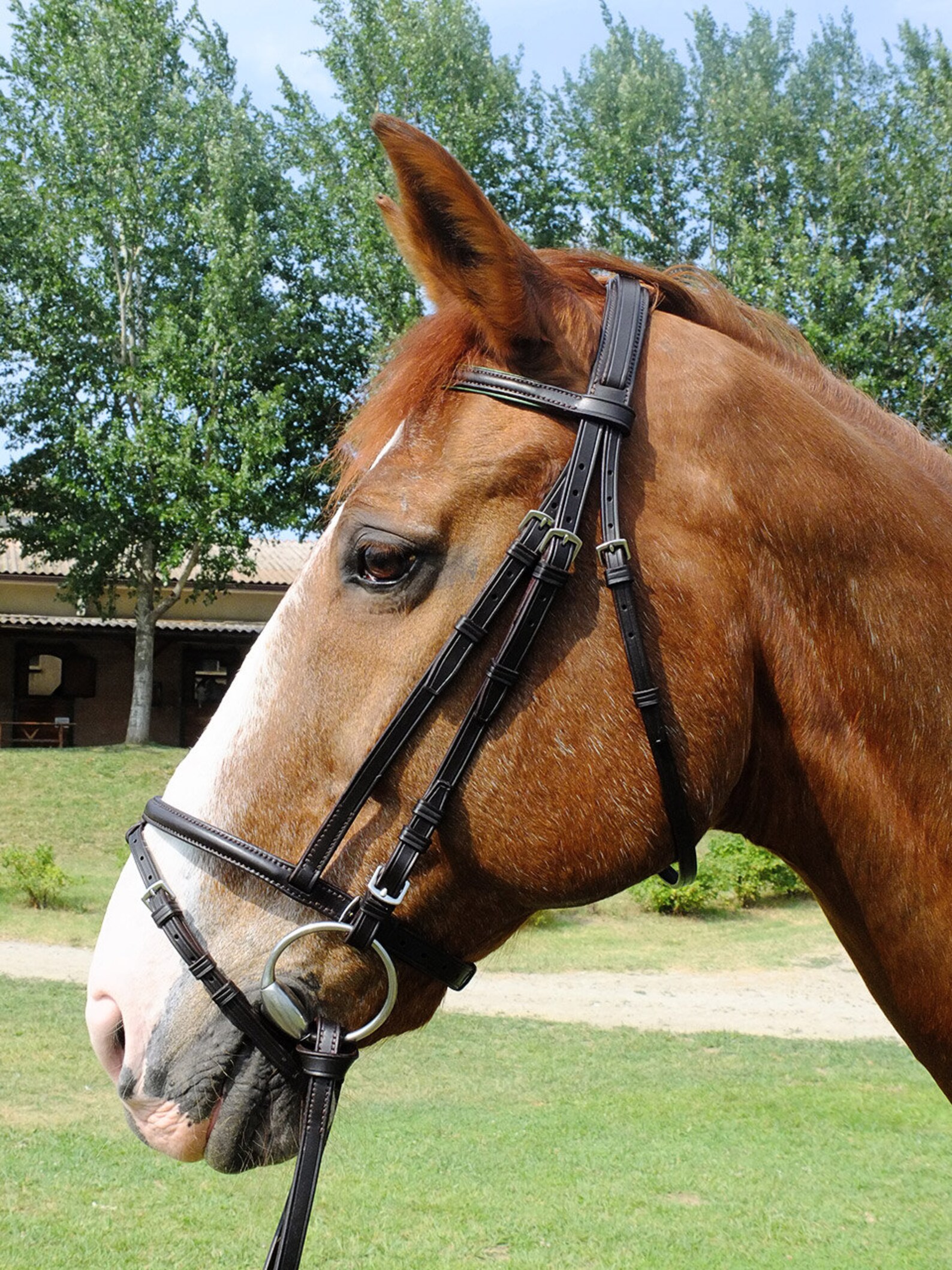 Custom Horse Bridle With Raised Browband and Flash Noseband Etsy