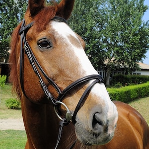 Custom Horse Bridle with Raised Browband and Flash Noseband