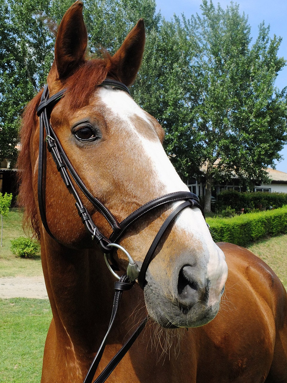 Custom Horse Bridle With Raised Browband and Flash Noseband Etsy