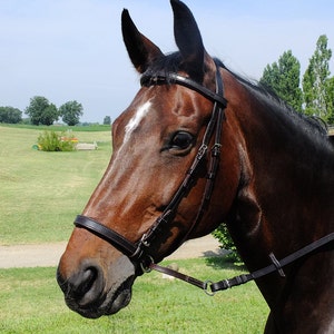 Custom Horse Bitless Bridle with Padded Noseband and Browband