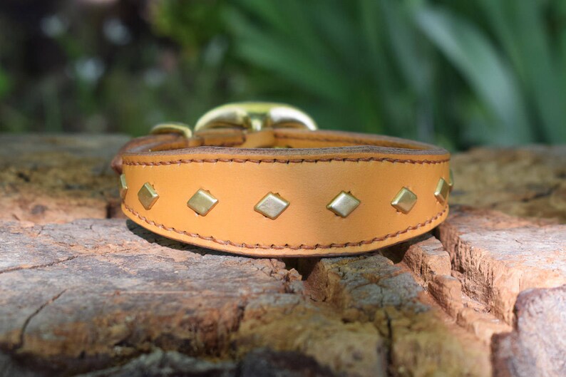 Studded hotsell Leather Dog Wide Collar with Diamond Brass Studs - size S