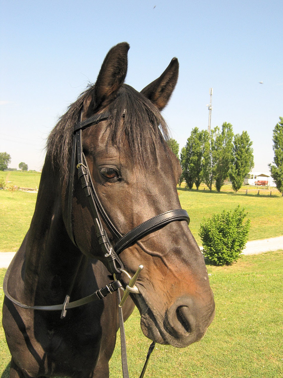 Custom Horse Bridle With Padded Browband and Noseband Etsy