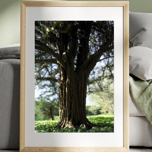 Serene Tree Photography Download digitale / Stampa artistica da parete sulla natura / Decorazione istantanea per la casa / Arte paesaggistica botanica