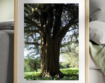 Serene Tree Photography Digital Download | Nature Wall Art Print | Instant Home Décor | Botanical Landscape Art