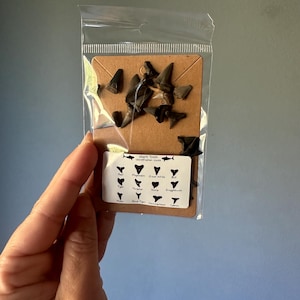 Florida Shark Teeth