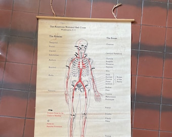 Anatomical Wall Chart Red Cross 1930s CPR VINTAGE by Plantdreaming