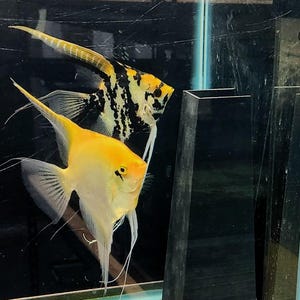 Puede incluir: Dos peces ángel en un acuario. Uno es amarillo con aletas blancas y largos filamentos. El otro tiene un patrón negro y amarillo. Los peces nadan cerca de una estructura negra y rectangular.