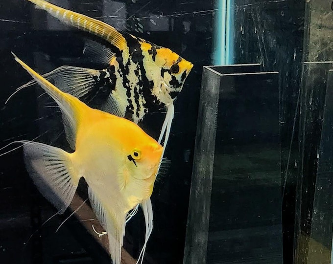 Angelfish Breeding Slate | Discus Breeding Tower | Angel Obelisk | Adhesive Breeders | Aquarium Decor
