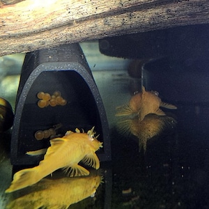 Cueva de cría para plecos en forma de D impresa en 3D con respaldo extraíble / Cueva de cría apilable / Escondite seguro para plecos / Cueva de desove para acuarios