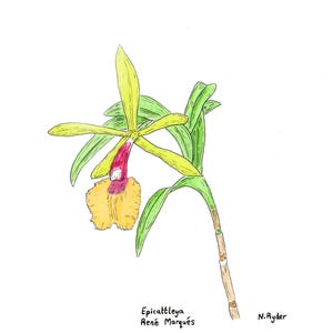 Orchid A4 Fine Art Print Limited Edition Epicattleya &#39;René Marqués&#39;